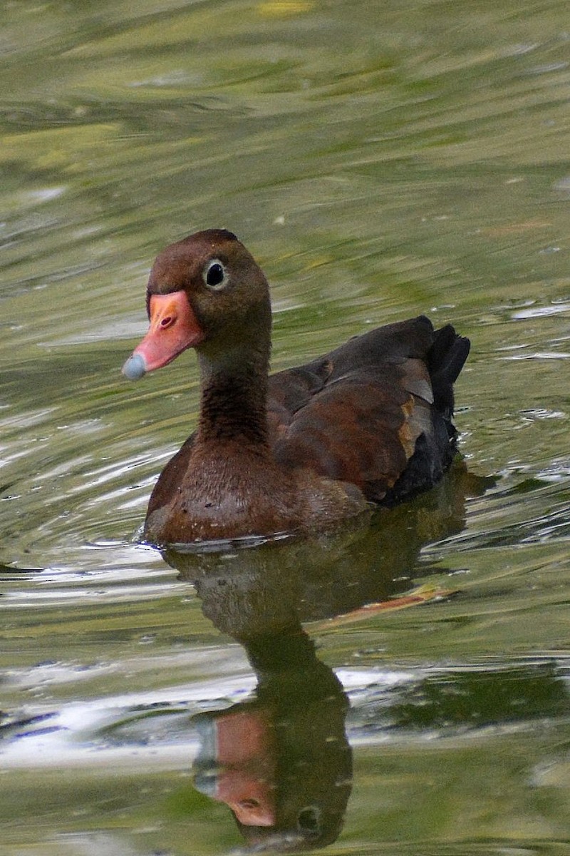 Black-bellied Whistling-Duck - Juan caicedo lasso