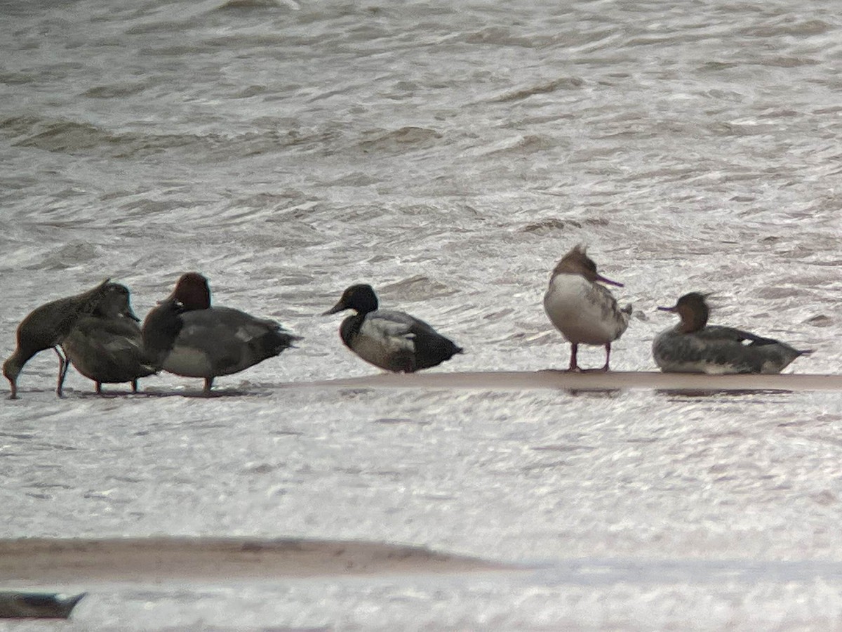 Lesser Scaup - ML618933412