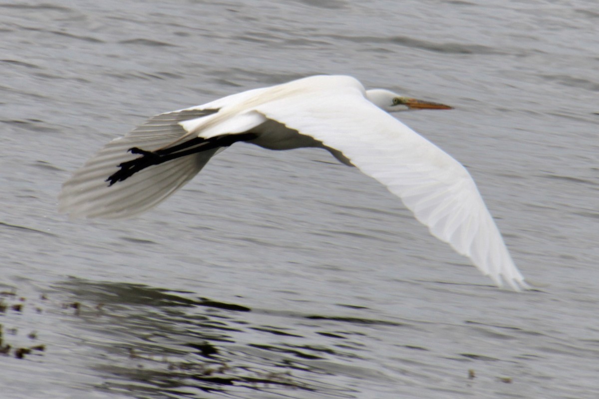 Great Egret - Samuel Harris