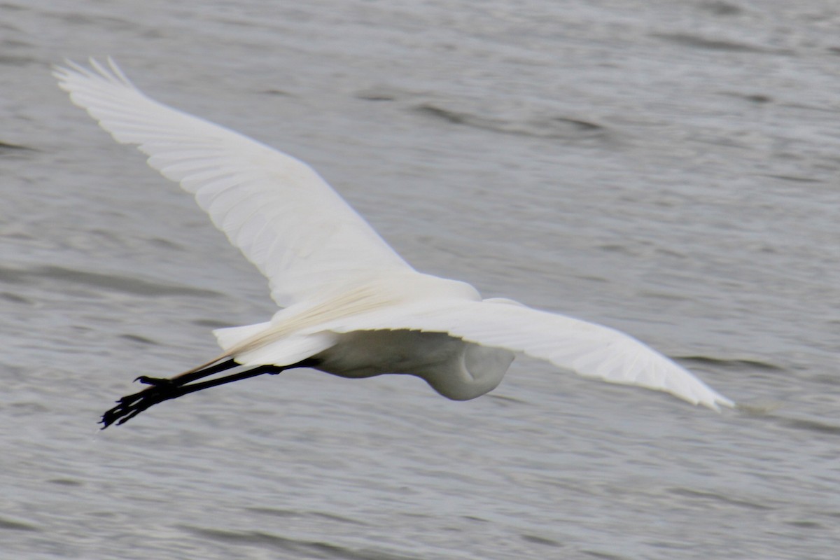 Great Egret - Samuel Harris