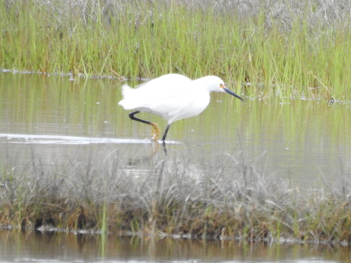 Snowy Egret - Dennis S Main