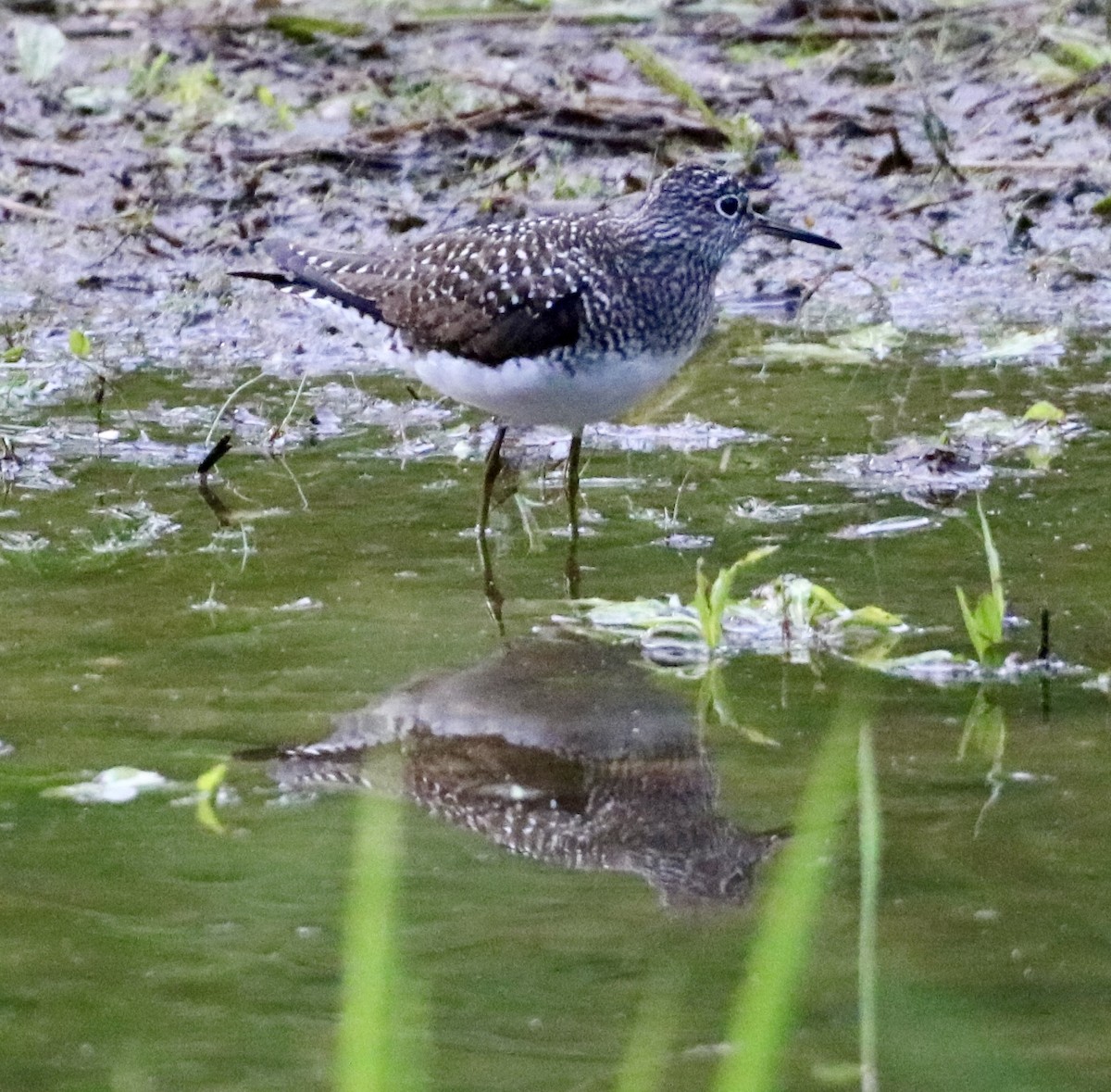 Solitary Sandpiper - Carla Morris