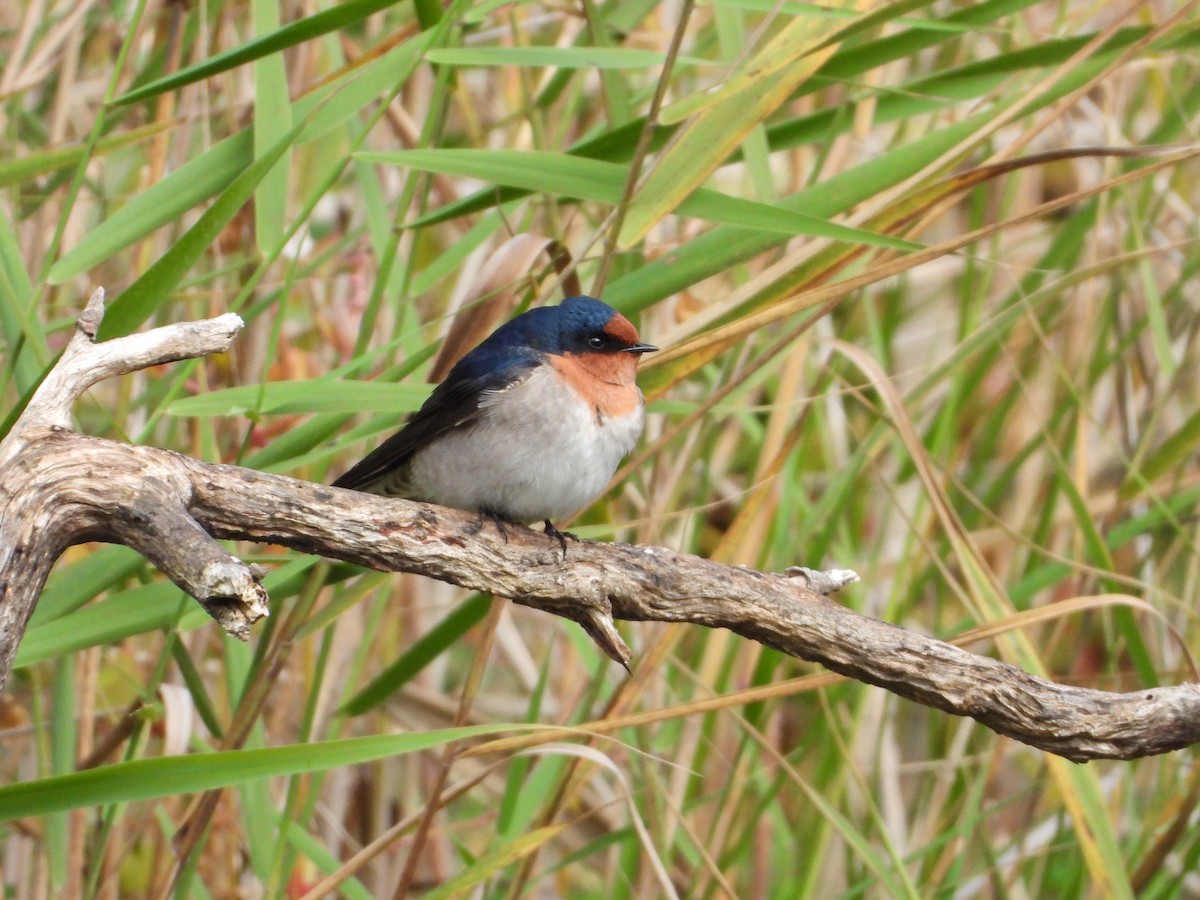 Welcome Swallow - troy and karyn zanker