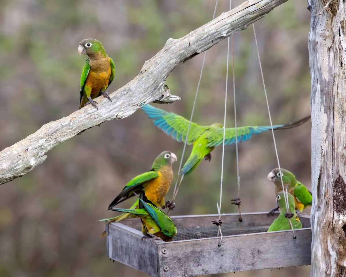 Cactus Parakeet - Katia Oliveira