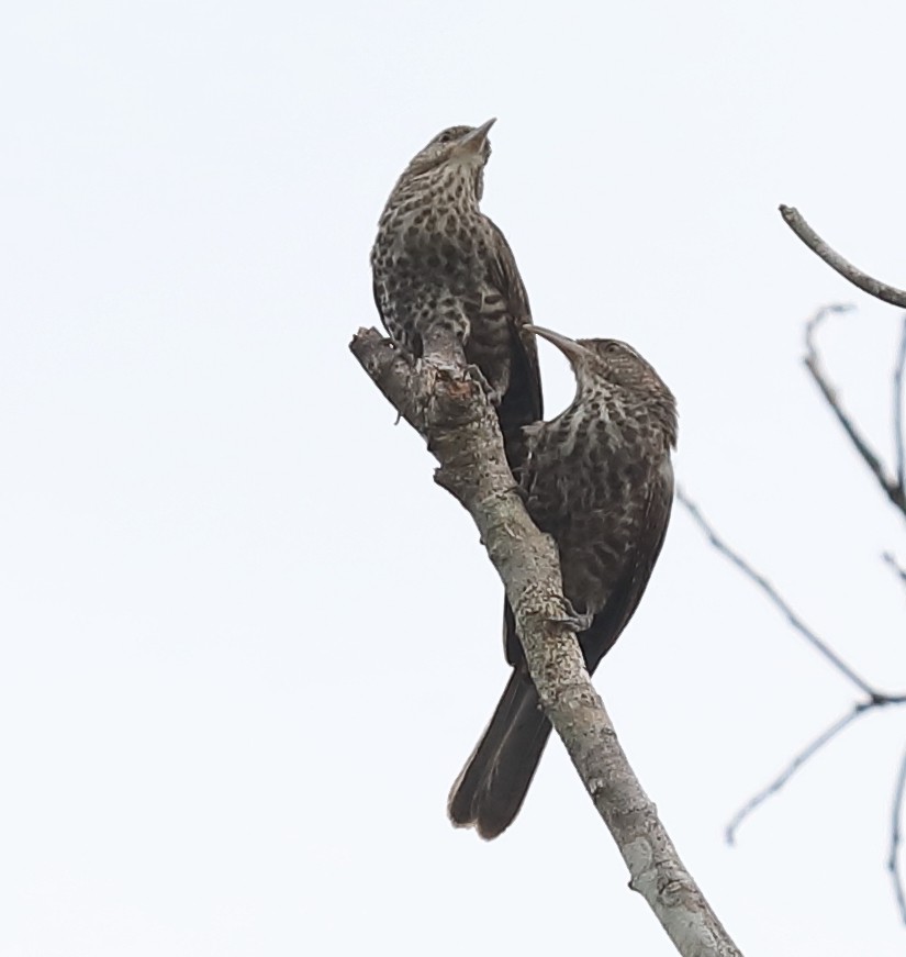 Thrush-like Wren - David Ascanio