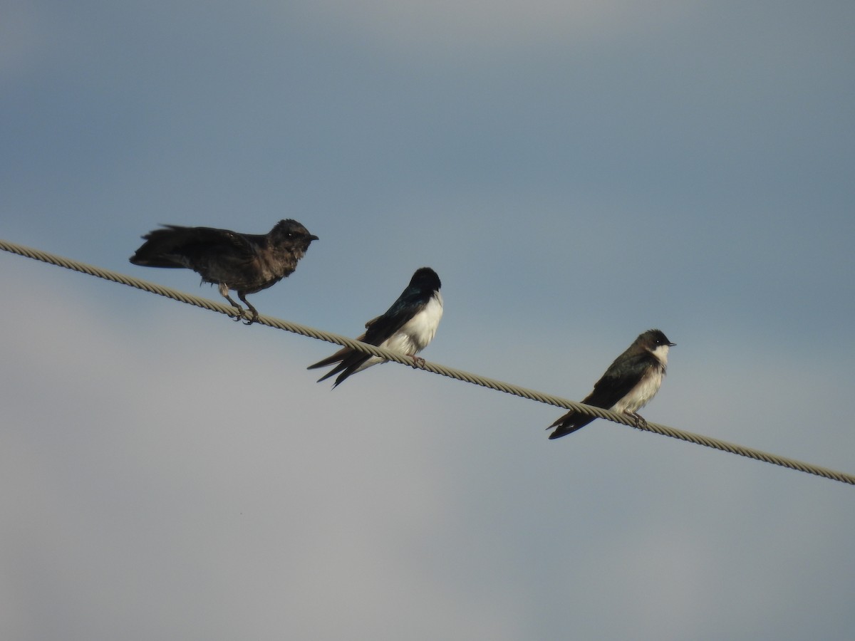 Purple Martin - Jay Solanki