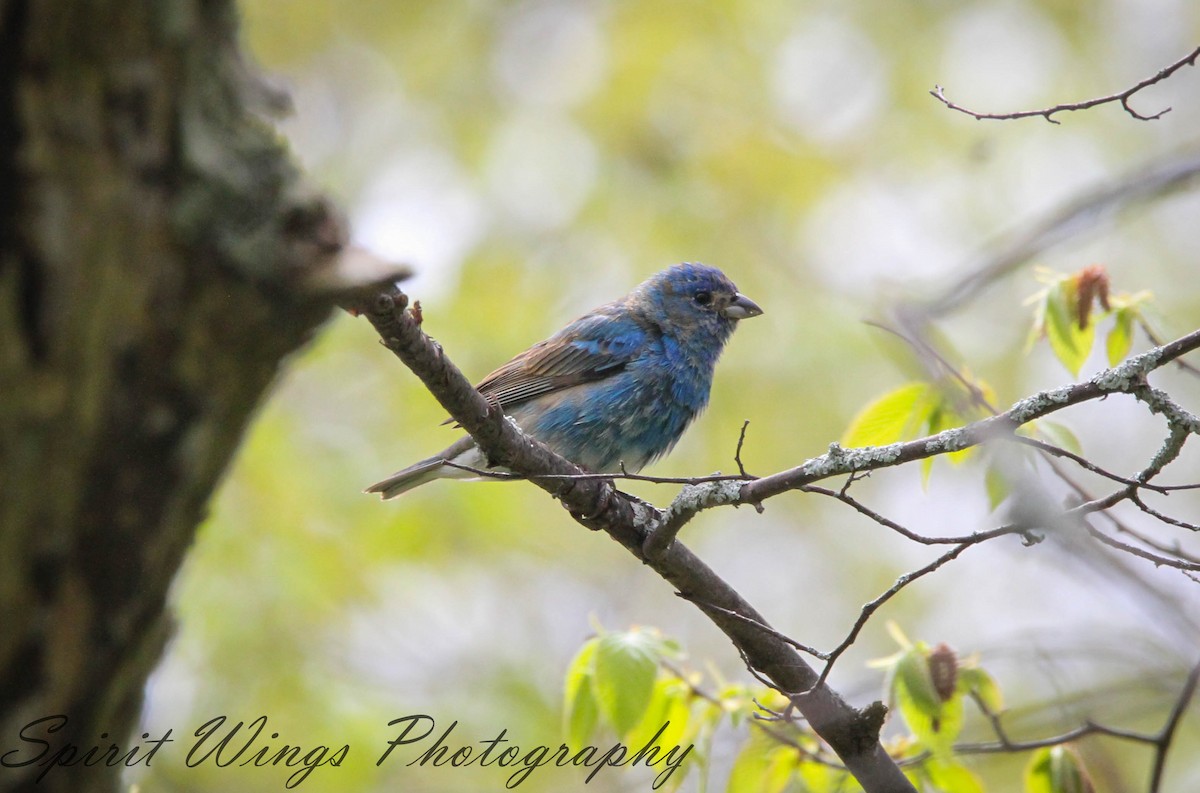 Indigo Bunting - Camille Bock