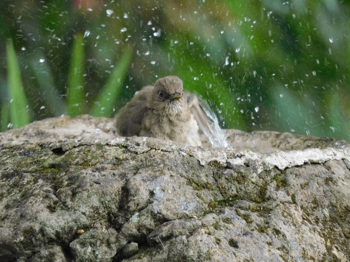 Pale-breasted Thrush - ML618933442