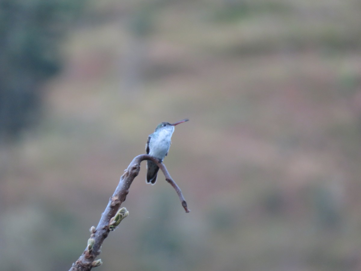 White-bellied Hummingbird - ML618933451