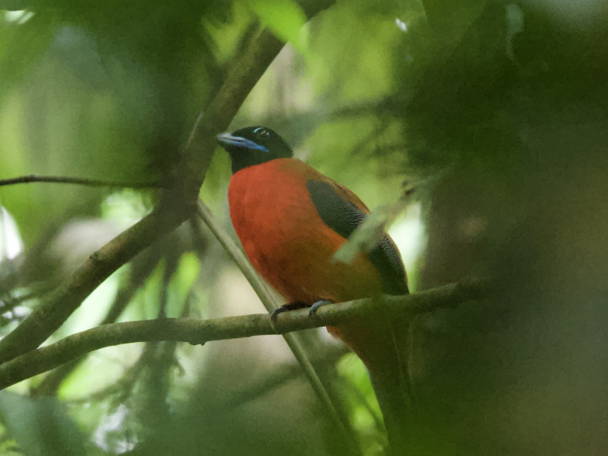 Cinnamon-rumped Trogon - ML618933454