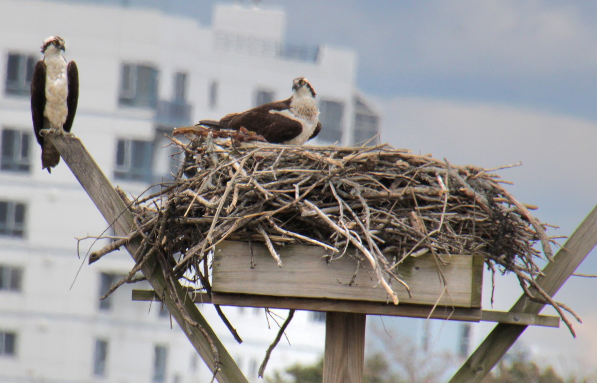 Osprey (carolinensis) - ML618933457