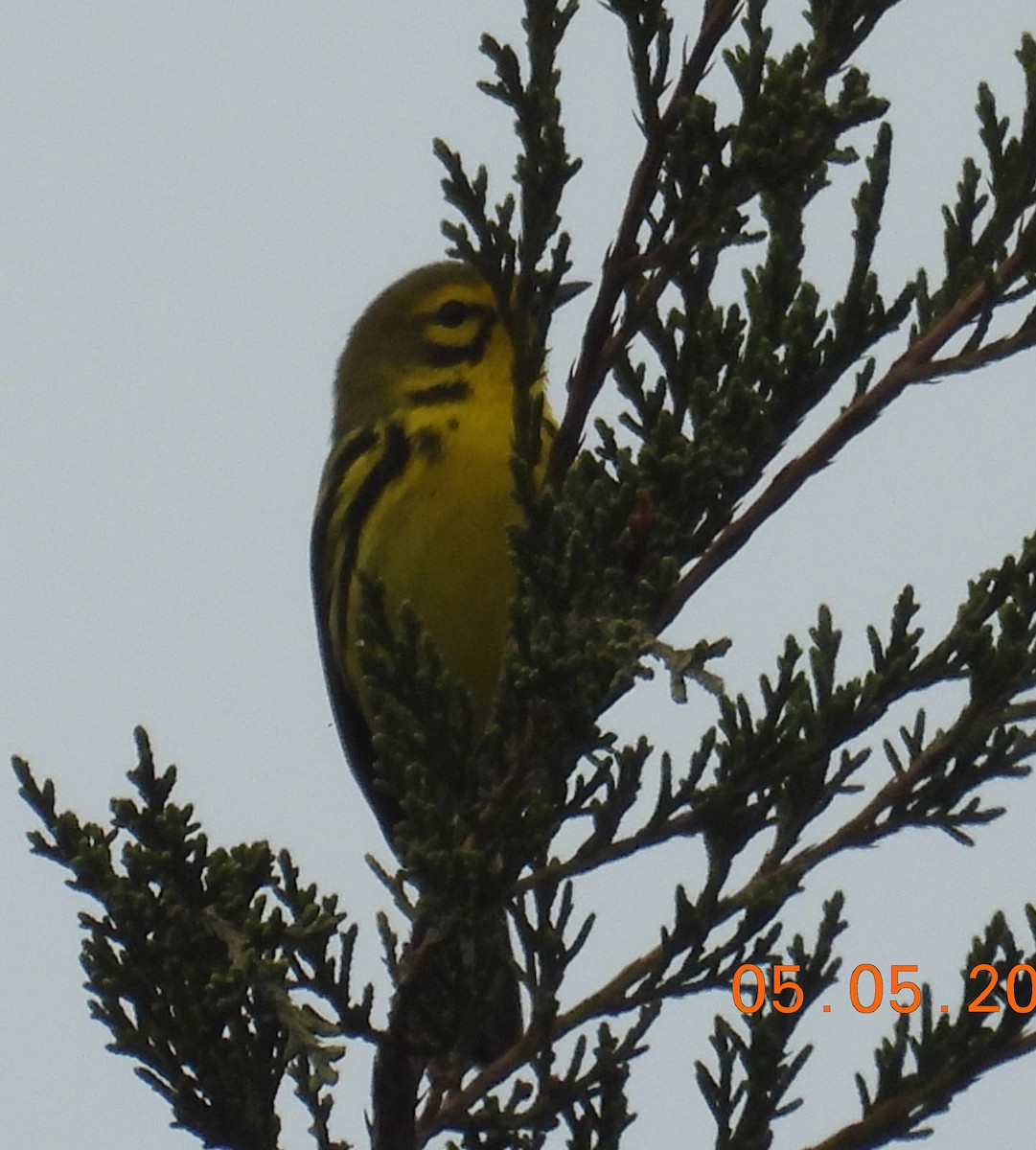 Prairie Warbler - ML618933458