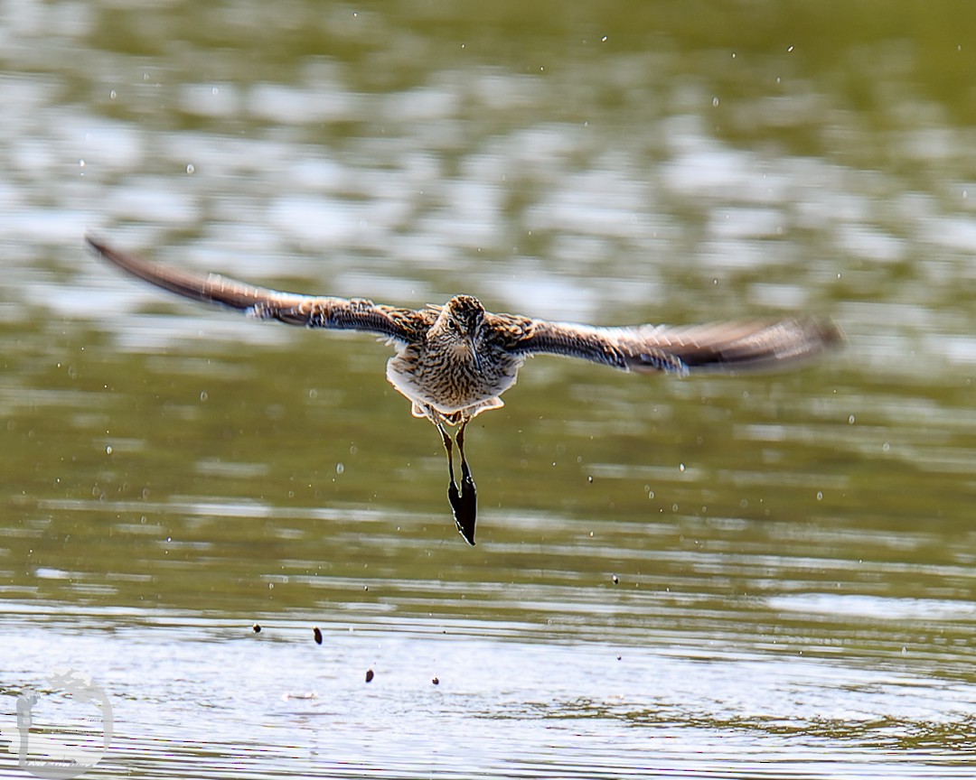 Pectoral Sandpiper - Alex Molina