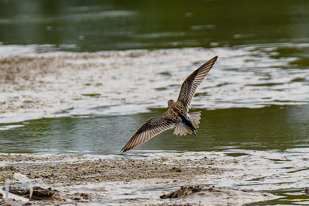 Pectoral Sandpiper - Alex Molina