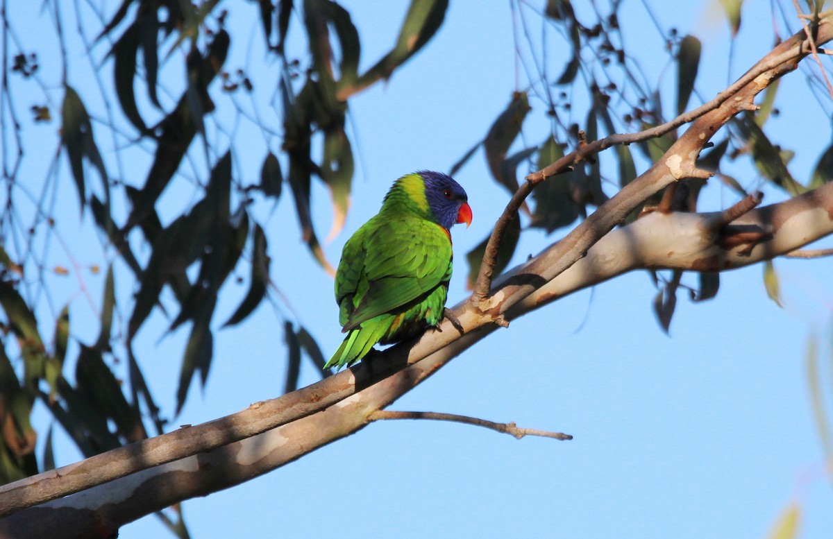 Rainbow Lorikeet - ML618933474