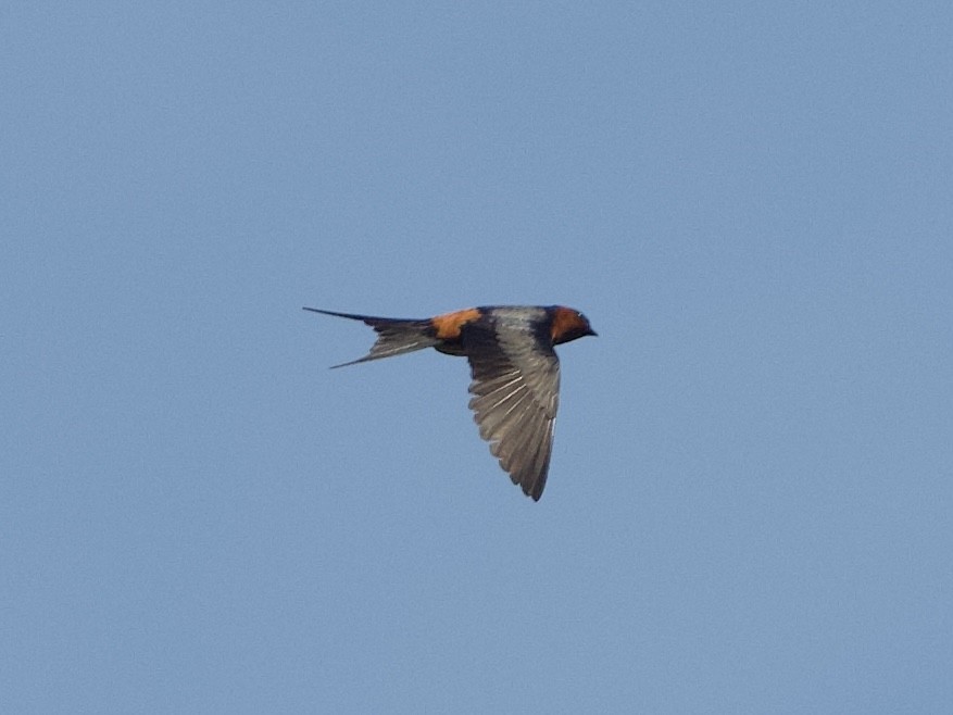 Rufous-bellied Swallow - Yingyod  Lapwong