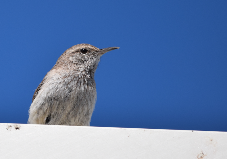 Rock Wren - Annie Beckstrand