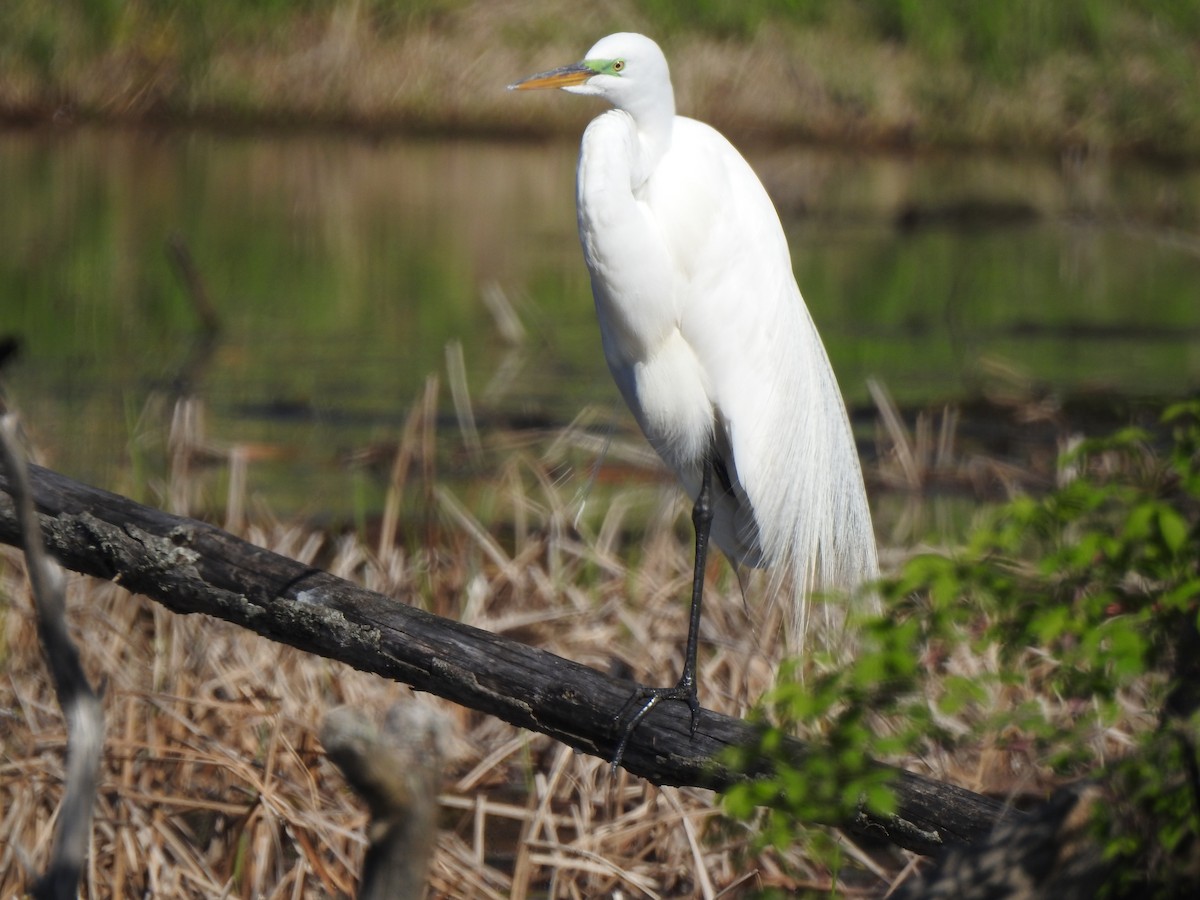 Great Egret - Jacques Bélanger