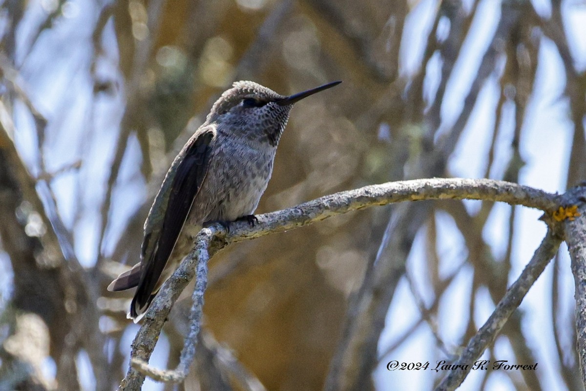 Anna's Hummingbird - Laura Forrest