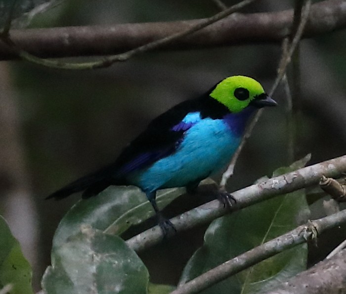Paradise Tanager - ML618933537