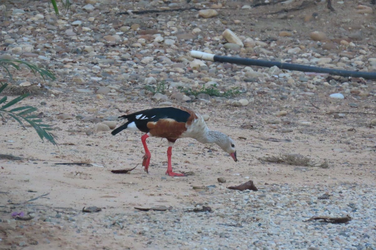 Orinoco Goose - Milena Vargas