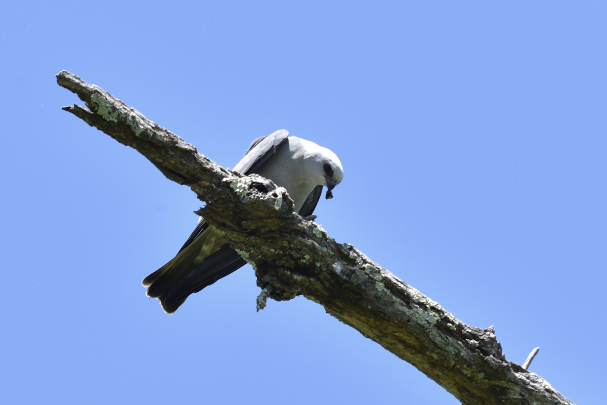 Mississippi Kite - ML618933558