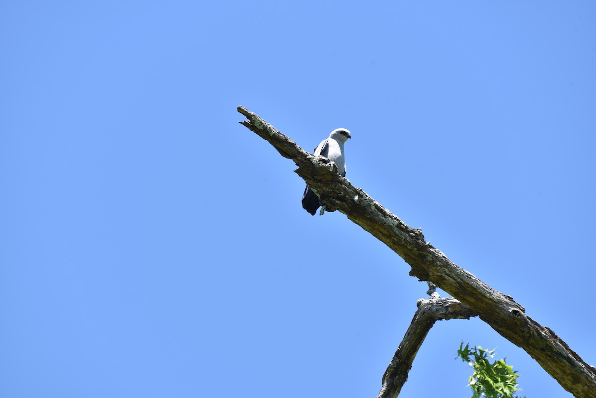 Mississippi Kite - ML618933563