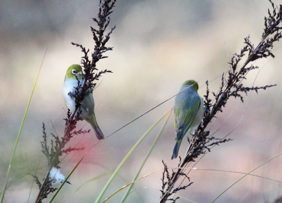 Silvereye - Meg V