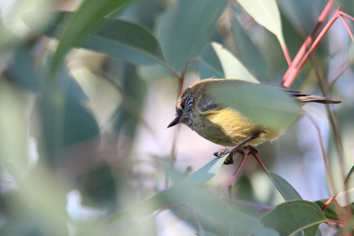 Striated Thornbill - ML618933579