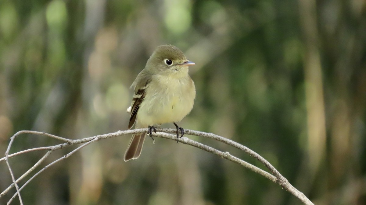 Western Flycatcher (Pacific-slope) - Petra Clayton