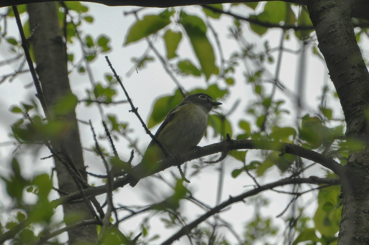 Blue-headed Vireo - Sam Collins