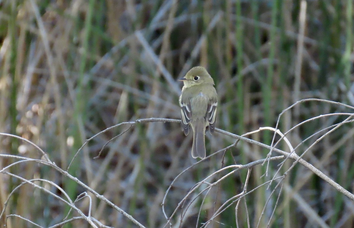 Western Flycatcher (Pacific-slope) - ML618933631