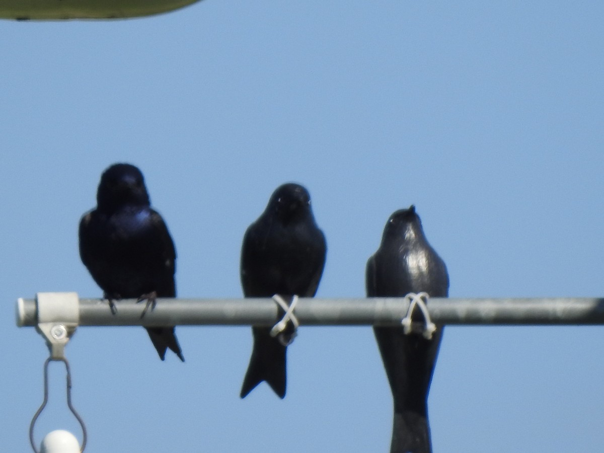 Purple Martin - Jacques Bélanger