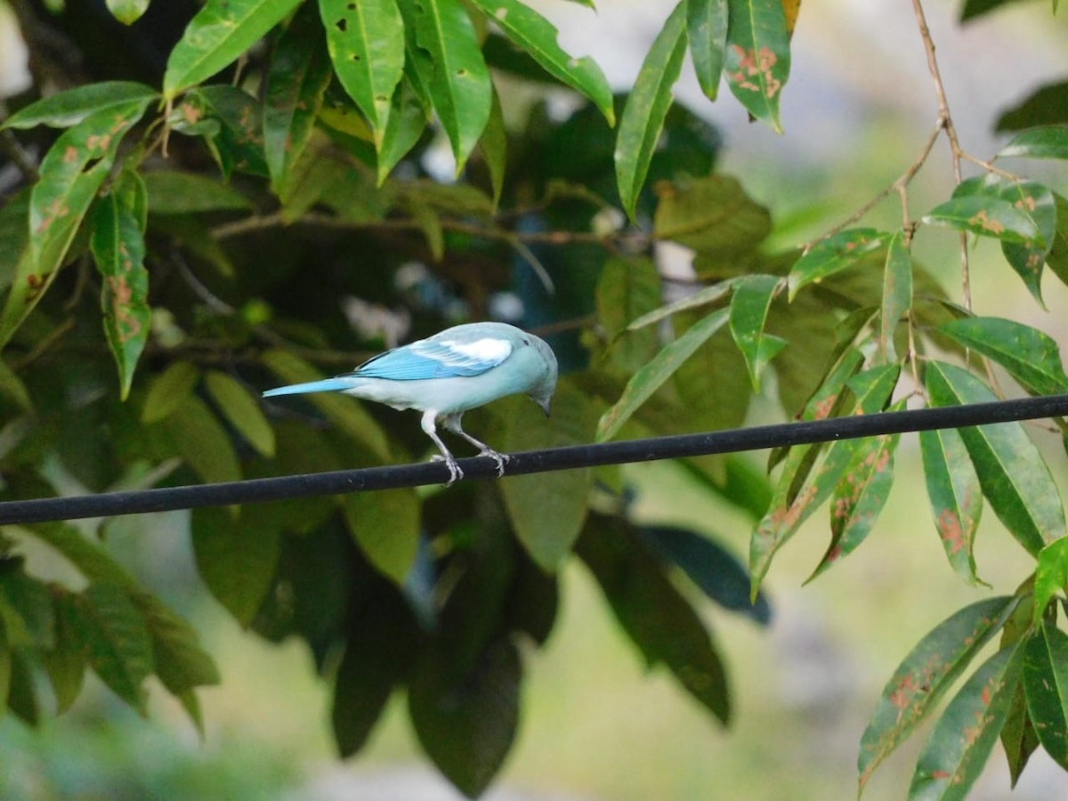 Blue-gray Tanager - ML618933647