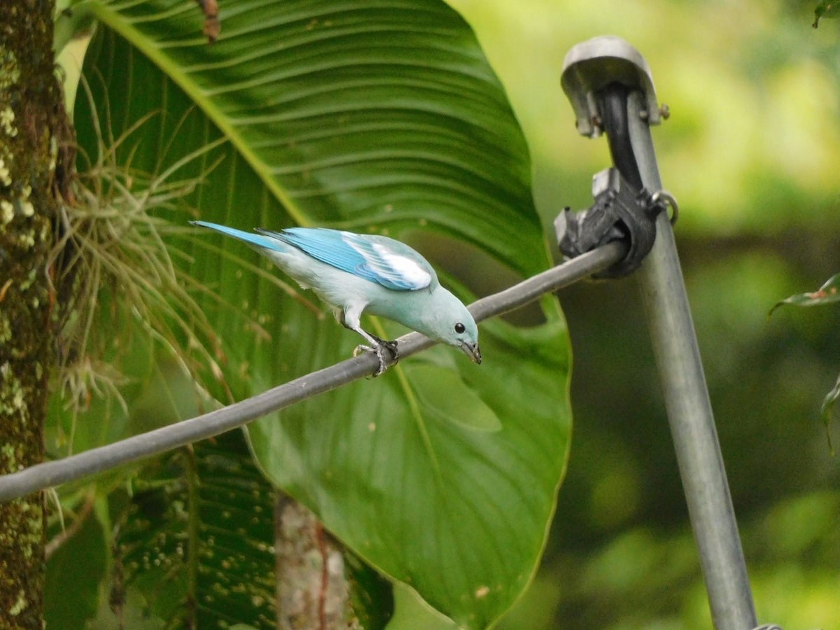 Blue-gray Tanager - ML618933648