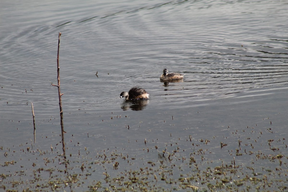 Pied-billed Grebe - Ana Banoy