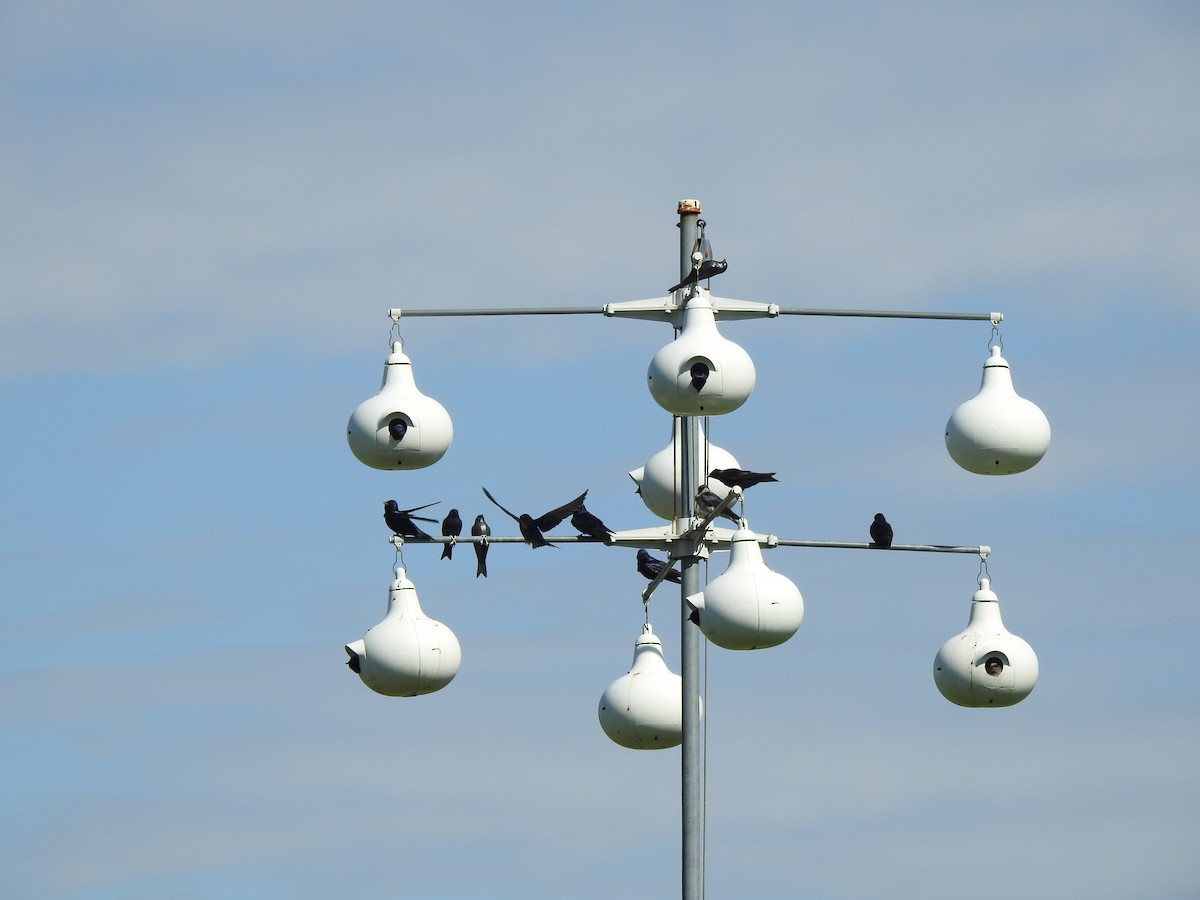 Purple Martin - Jacques Bélanger