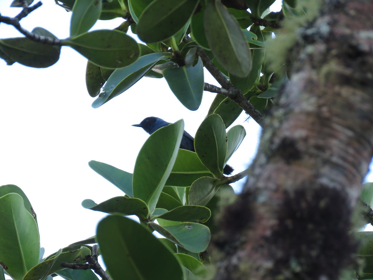 Masked Flowerpiercer - ML618933661