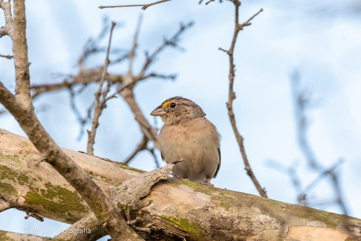 Grassland Sparrow - Wilmer  Otero Rosales