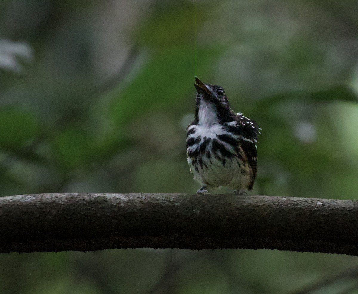 Dot-backed Antbird - ML618933687