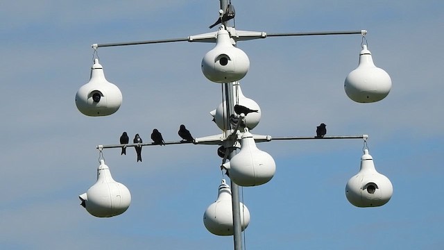 Purple Martin - ML618933696