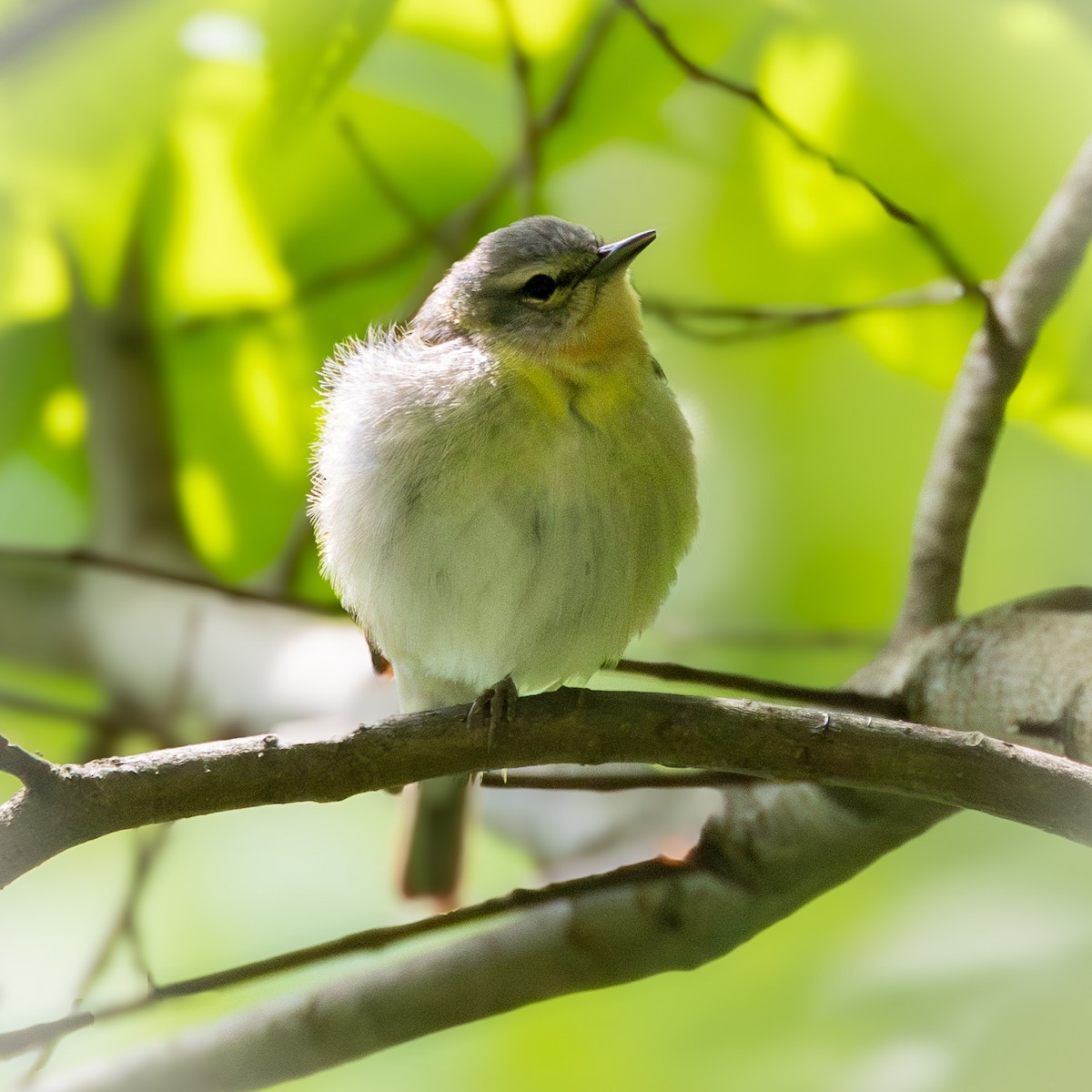 Tennessee Warbler - MI YU