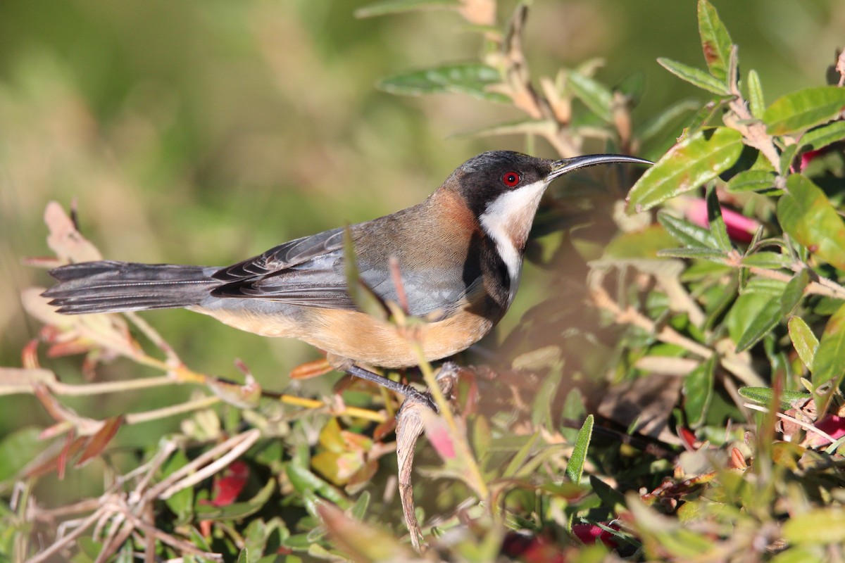 Eastern Spinebill - Meg V