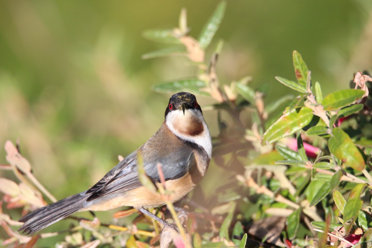 Eastern Spinebill - ML618933709