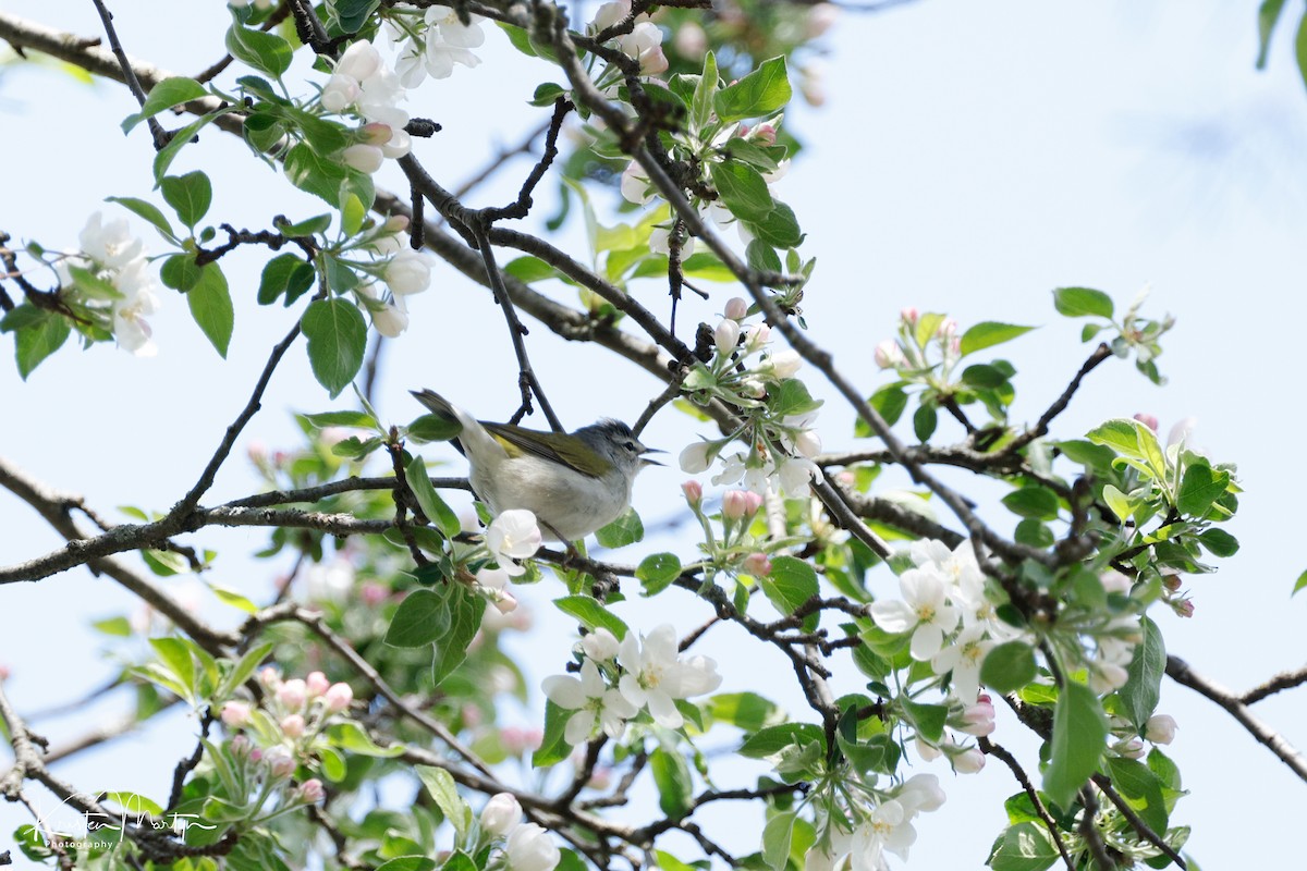 Tennessee Warbler - ML618933737