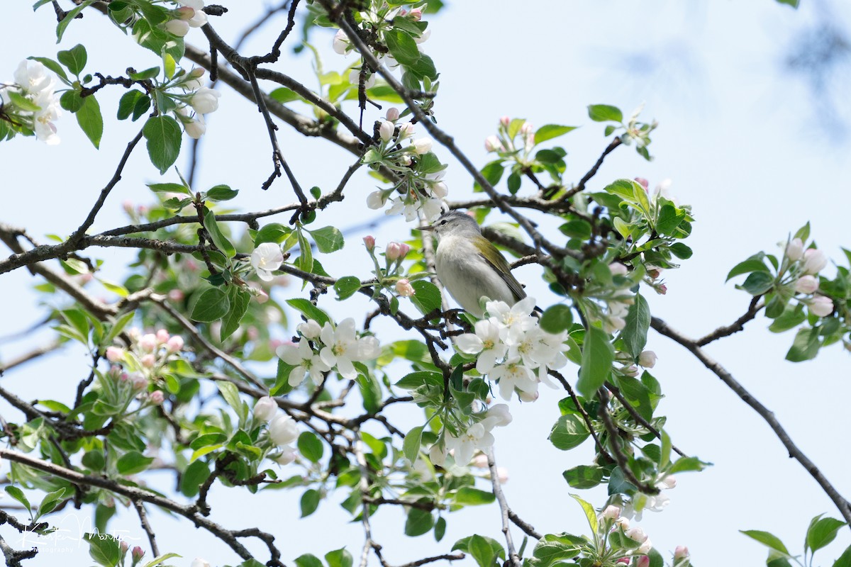 Tennessee Warbler - Kristen Martyn