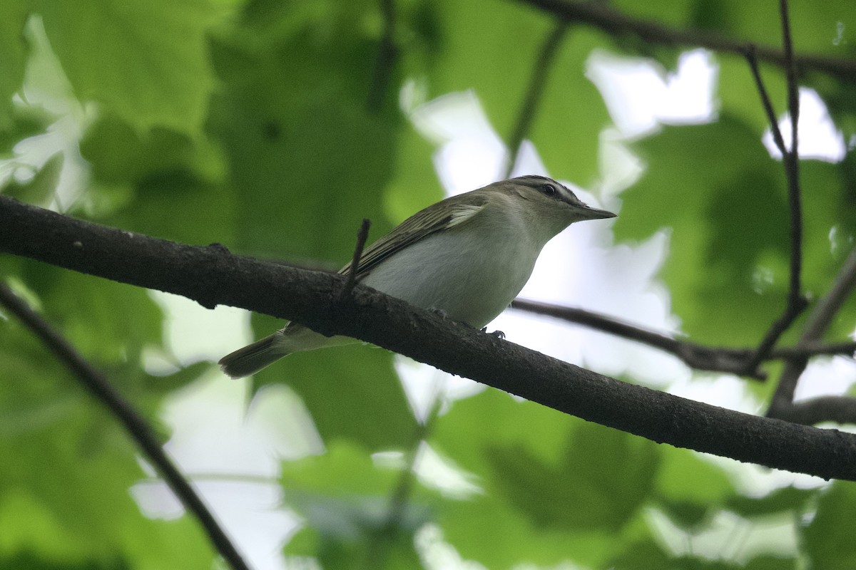 Red-eyed Vireo - ML618933758