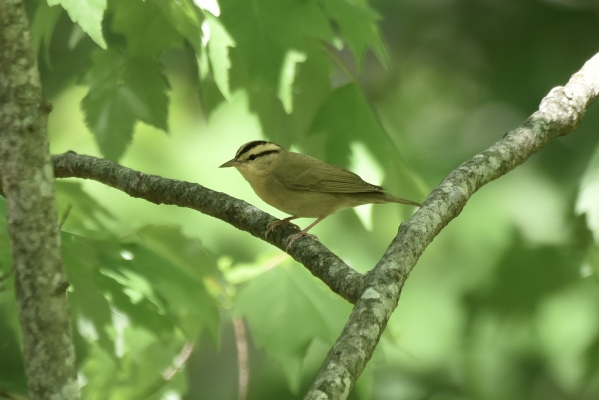 Worm-eating Warbler - Doug Crofton