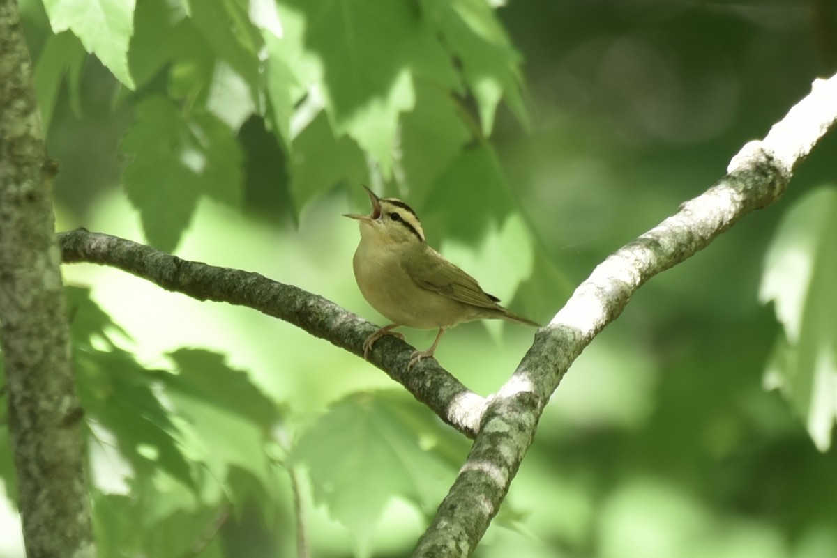 Worm-eating Warbler - Doug Crofton