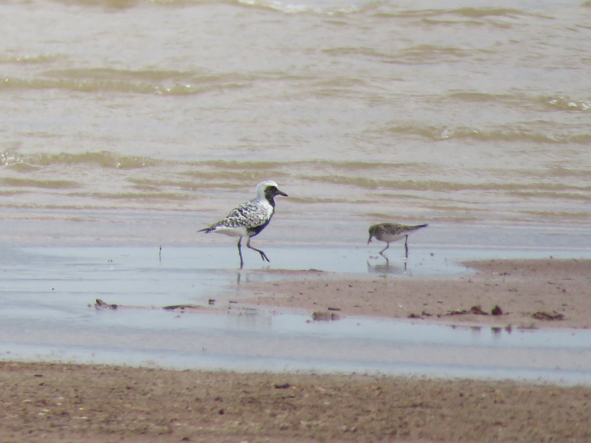 Black-bellied Plover - ML618933828